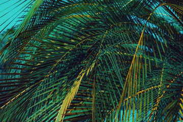 Palm leaves summer close-up view