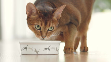 Green eyes ginger cat having lunch from small bowl on the floor. Cute Abyssinian cat eating dry...