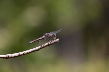 Great Blue Skimmer