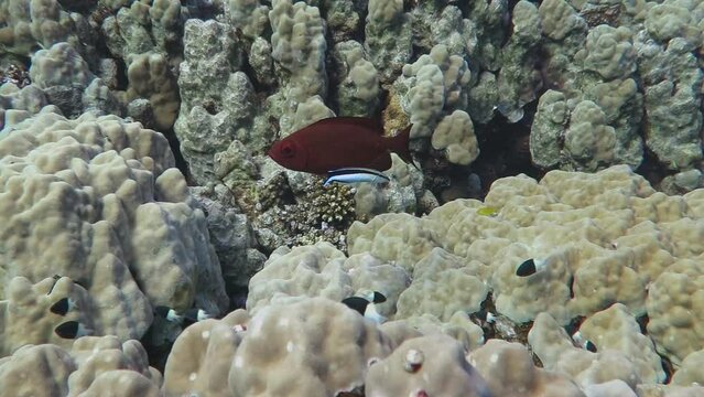 Tropical fish - the lunar-tailed bigeye (Priacanthus hamrur) on the coral reef. Marine life in the warm ocean, underwater video from scuba diving. Corals and fish, aquatic wildlife.