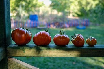 organic garden tomatoes