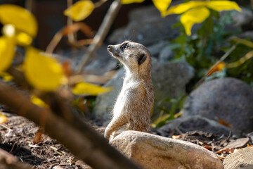 Obraz premium meerkat on the lookout surrounded by rocks and autumn yellow leaves