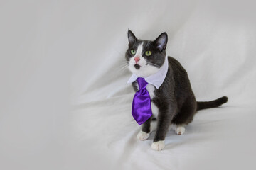 business cat grey and white cat in purple professional tie 