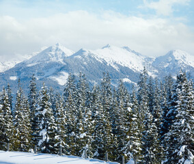 Winter mountain fir forest snowy landscape (top of Papageno bahn - Filzmoos, Austria)
