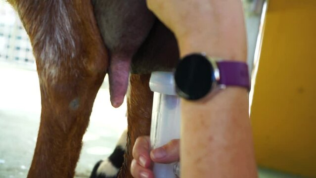 Efficient Agriculture, Machine Goat Milking, Close-up Details