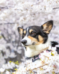 Cute Pembroke Welsh Corgi in a park during Spring surrounded by cherry blossom trees (Japanese sakura) - Toronto Canada