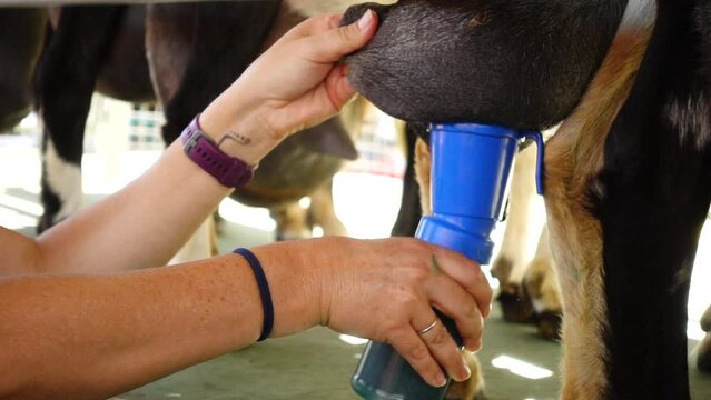 Aplicaci&oacute;n de sellador desinfectante post-orde&ntilde;o en cabras &ndash; Industria lechera y tradici&oacute;n rural