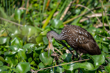Limpkin Looking Into The Water Below