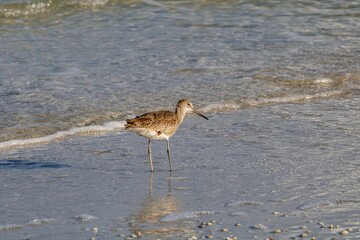 willet on the beach