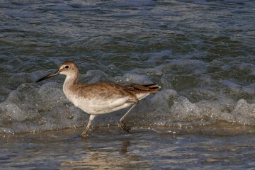 willet on the beach