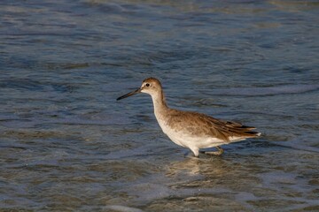 willet on the beach