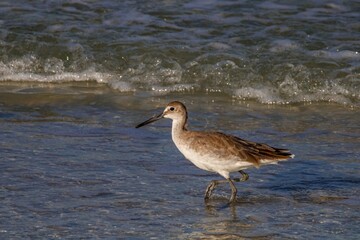 willet on the beach