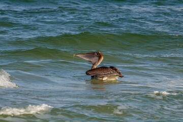 Fototapeta premium pelican on the beach