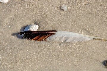 feather on the baech