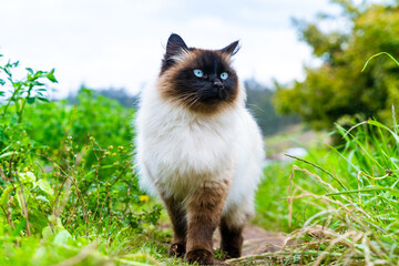 Siamese Himalayan Persian breed male cat
