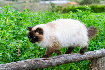 Himalayan Siamese cat with blue eyes, beautiful pet