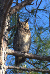 great horned owl in tree