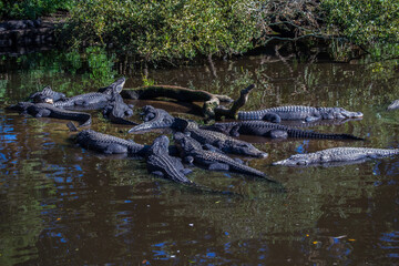 Alligators in a group in the swamp