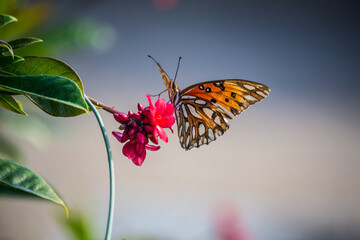 Fototapeta na wymiar Beautiful butterfly