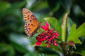 Obraz premium Orange fritillary butterfly on a red spike flower