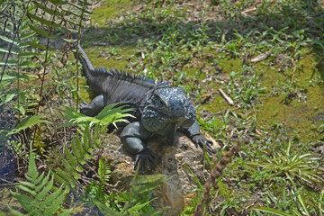 Iguana on rocking looking at you