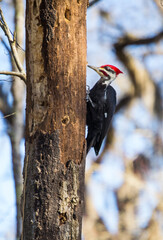 Pileated woodpecker on a tree
