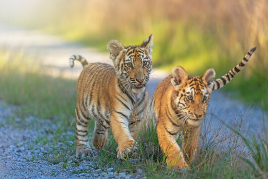 Cute Bengal tiger cubs are  walking towards the camera on a forest road in sunny day. Horizontally.