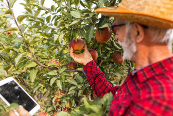 Farmer checking red apples in orchard - 652064226