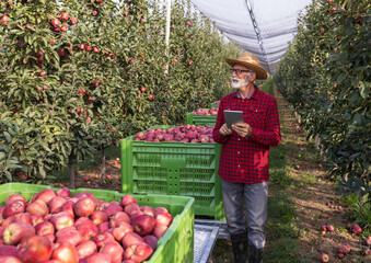 Farmer with tablet in apple orchard during harvest - 652064248
