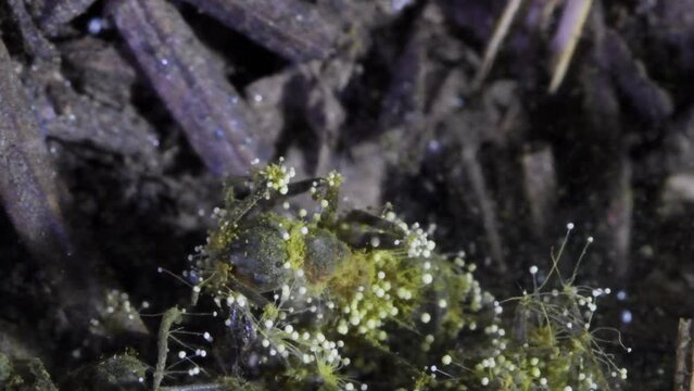 ant infected by fungus, underground, Formica rufa, artificial anthill, Cordyceps, ascomycete fungi, zombie ant dying Codyceps fungi,
