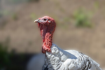 2023 08 12 Turkey - Walla Walla Aviary 001
