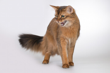 Somali cat breed female cat posing for portrait in studio