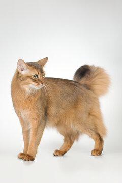 Somali cat breed female cat posing for portrait in studio