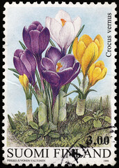 Crocus flowers on finnish postage stamp