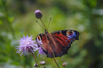 Fototapeta na wymiar Aglais io or European Peacock Butterfly or Peacock. Butterfly on flower. A brightly lit red-brown orange butterfly with blue lilac spots on its spread wings sits on purple flowers in sunlight.