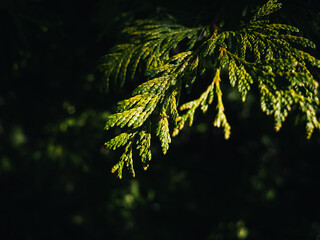 Tree leaves