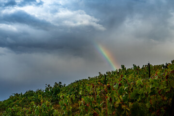 Vineyards with rainbow in Douro valley near Pinhao village, heritage of humanity