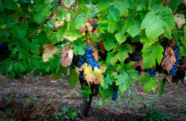 Bunches of black grapes on the vines just before harvest. Douro Valley near the village of Pinhão, a world heritage site