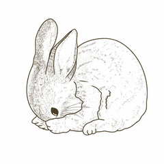 illustration of a bunny