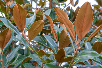 multicolored shrub leaves magnolia close-up as a background © Роман Заворотный