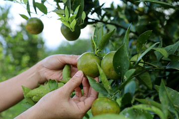 Close up Hand and Oranges in Orange Farm with Beautiful Sunshine