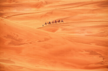 camel caravan in the Sahara desert 