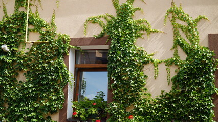 Fototapeta na wymiar Parthenocissus tricuspidata. Decorative liana on the facade of the building.