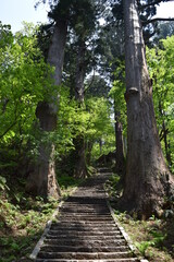 羽黒山の杉並木 ／...