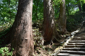 羽黒山の杉並木 ／...