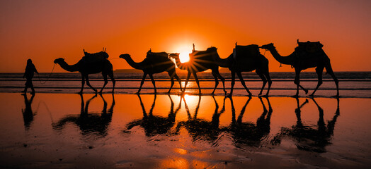 sunset on the beach with camels
