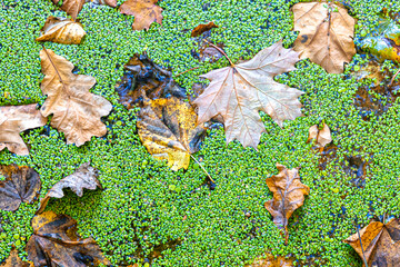 Swamp duckweed with fallen maple and oak leaves