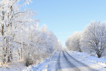 Russian nature in winter, Christmas background. After a snowfall, tree branches are covered with snow and sparkle in the sun, severe frost and low temperatures. This is a beautiful winter banner, 