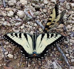 butterfly on a flower