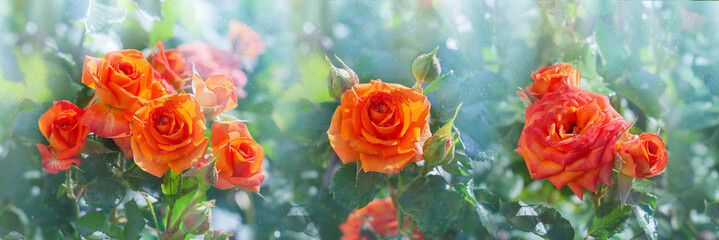 Widescreen background of orange flowers of roses growing in the garden. Selective focus, banner